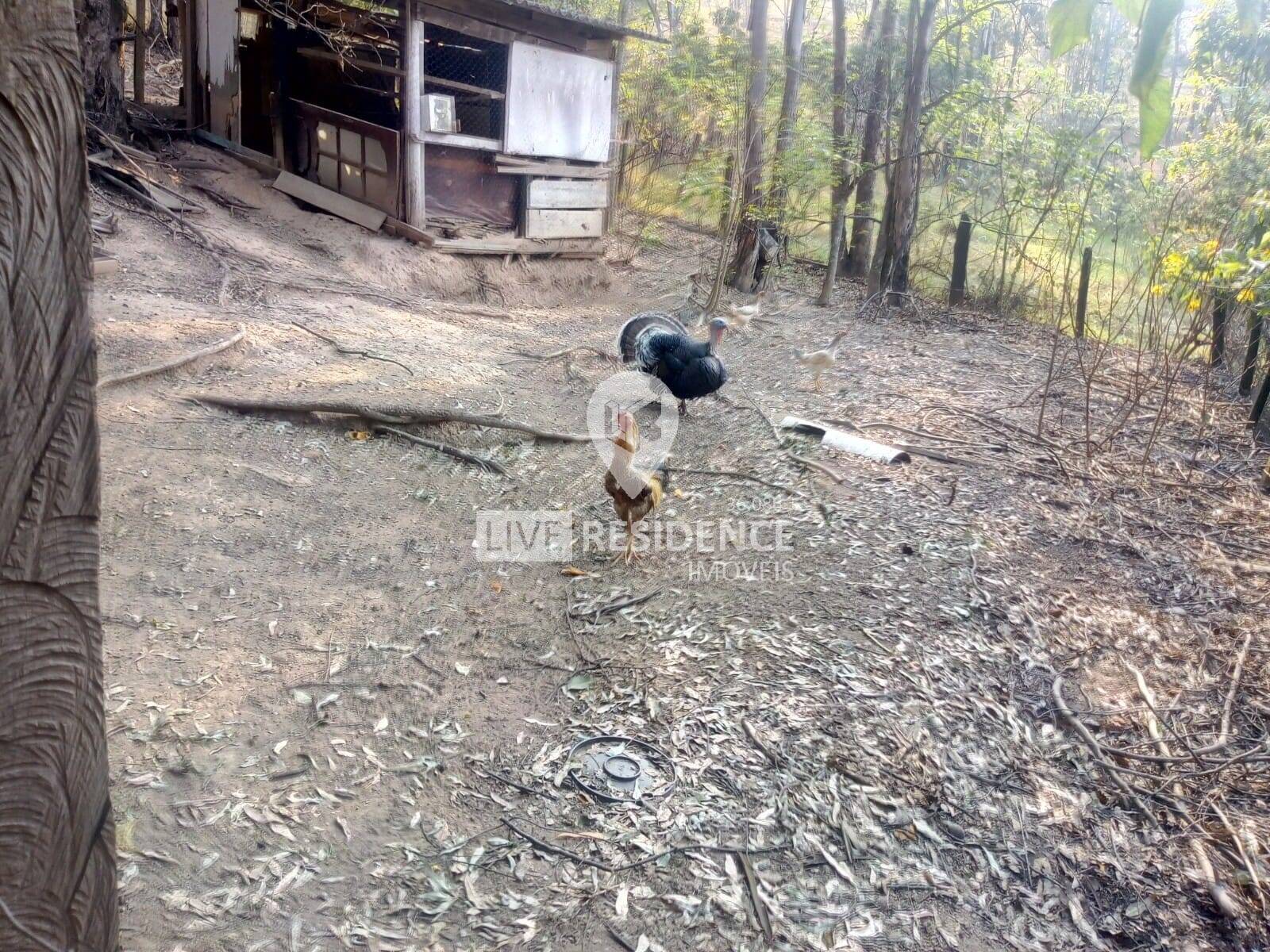 Sítio à venda com 4 quartos, 600m² - Foto 16