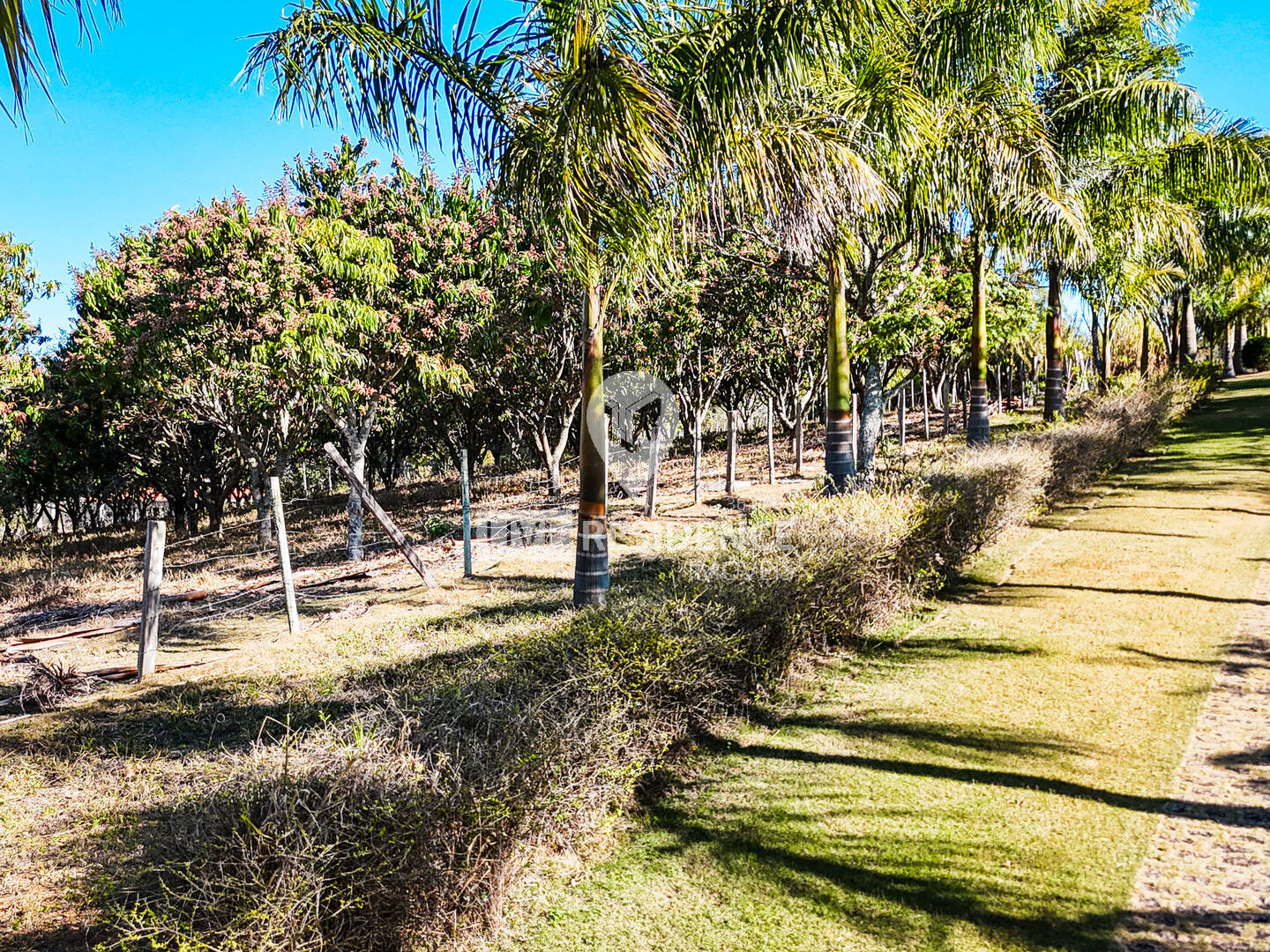 Sítio, 3 quartos, 4 hectares - Foto 6