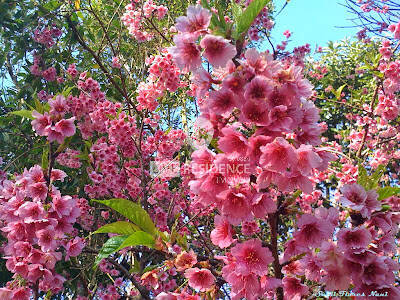 Casa, 3 quartos, 328 m² - Foto 17